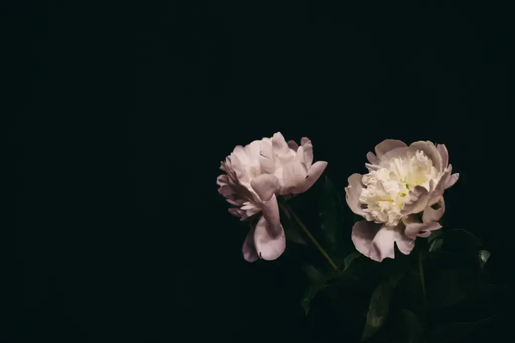 桂花香飄，秋日感懷