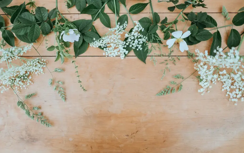 迪奧澄淨香氛：探索純淨與奢華的香氛體驗