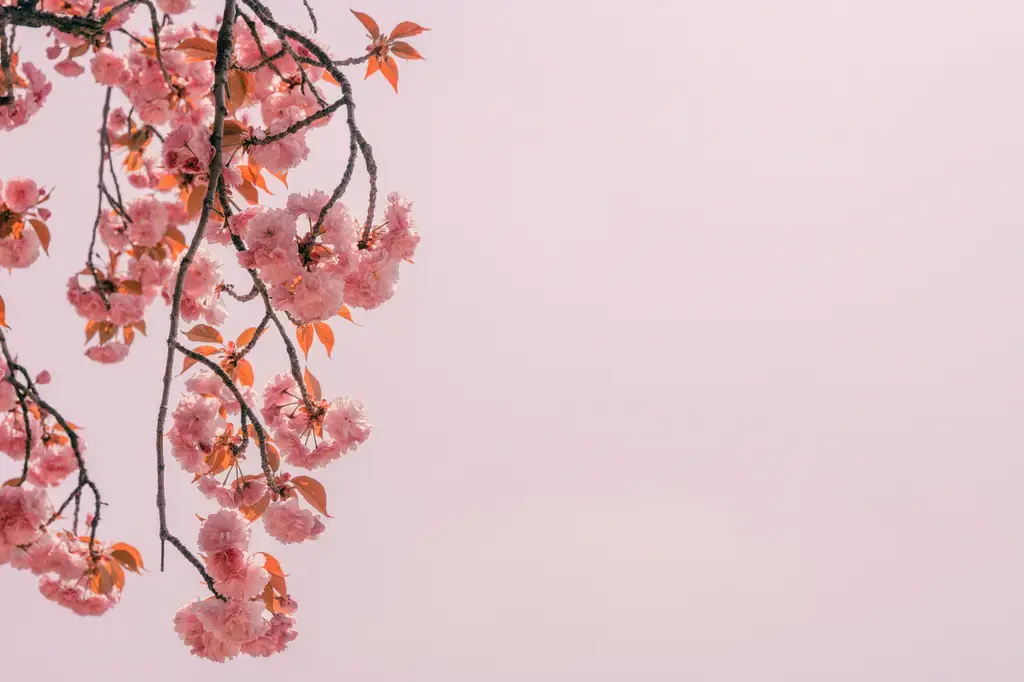 無酒精香水：甜蜜無負擔的香氣體驗