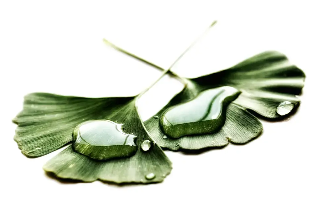 香奈兒蔚藍：探索湛藍海洋的迷人香氛世界